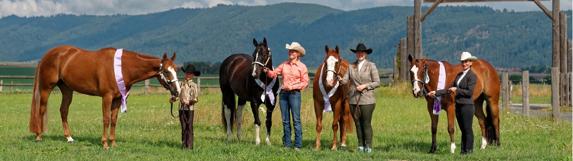 American Paint Horses Ride in Slovakia