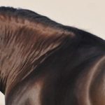 Legendary American Quarter Horse Foals in Czech Republic