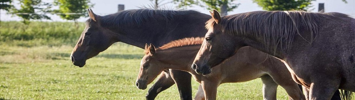 American Quarter Horse Baby Boom in the Czech Republic